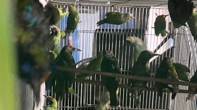Burung yang disita petugas nantinya akan dimusnahkan. [Istimewa]